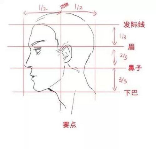 再来看侧面图,也是一样的比例哦 来看图观察吧 ,侧脸三庭  :发际线