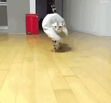 生活 萌宠 蠢萌蠢萌的喵星人系列(四)有人体验过自己家的主子是蠢萌蠢