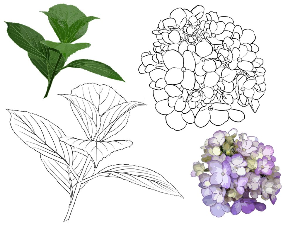 简单易学的花卉教程(附570张花卉线稿上色素材),唯美插画背景一次搞定