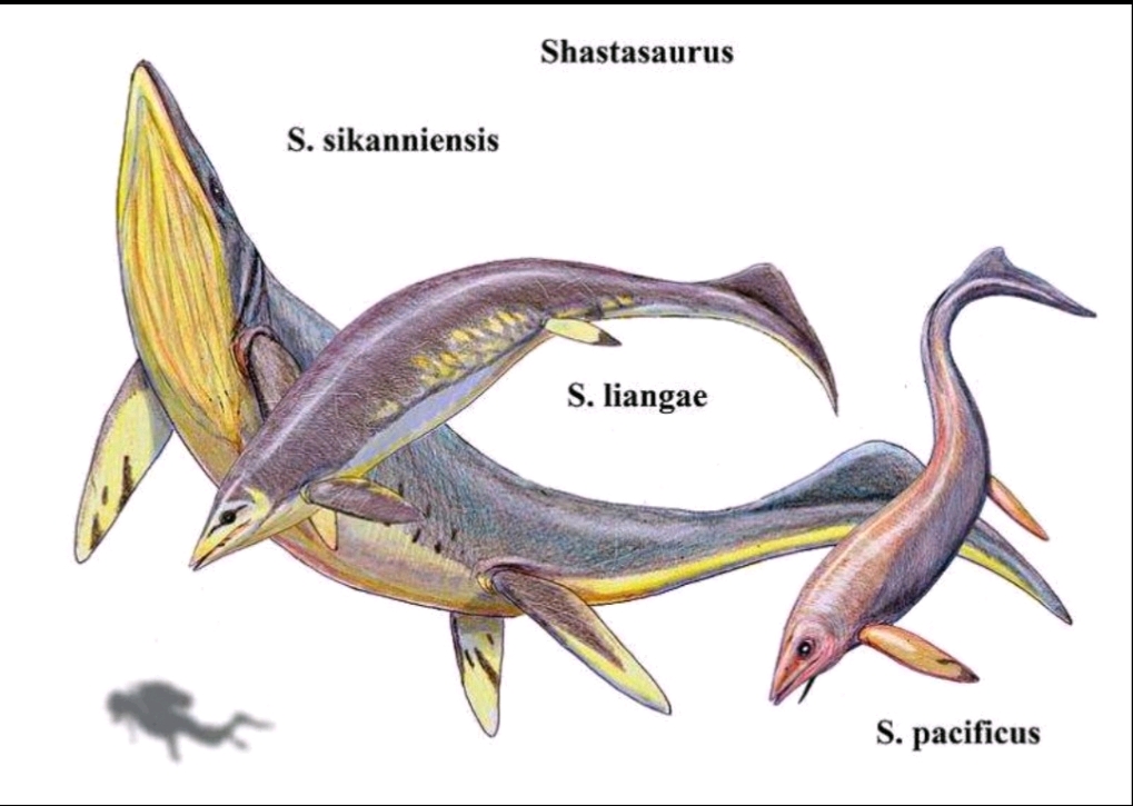 淡咸水爬行动物 疑似南方鱼龙(ichthyosaurus australis)的骷髅岛