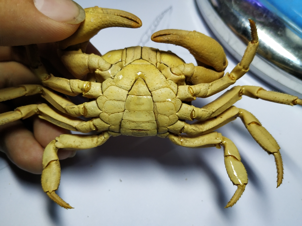 【尸体派对】坦南特印支溪蟹