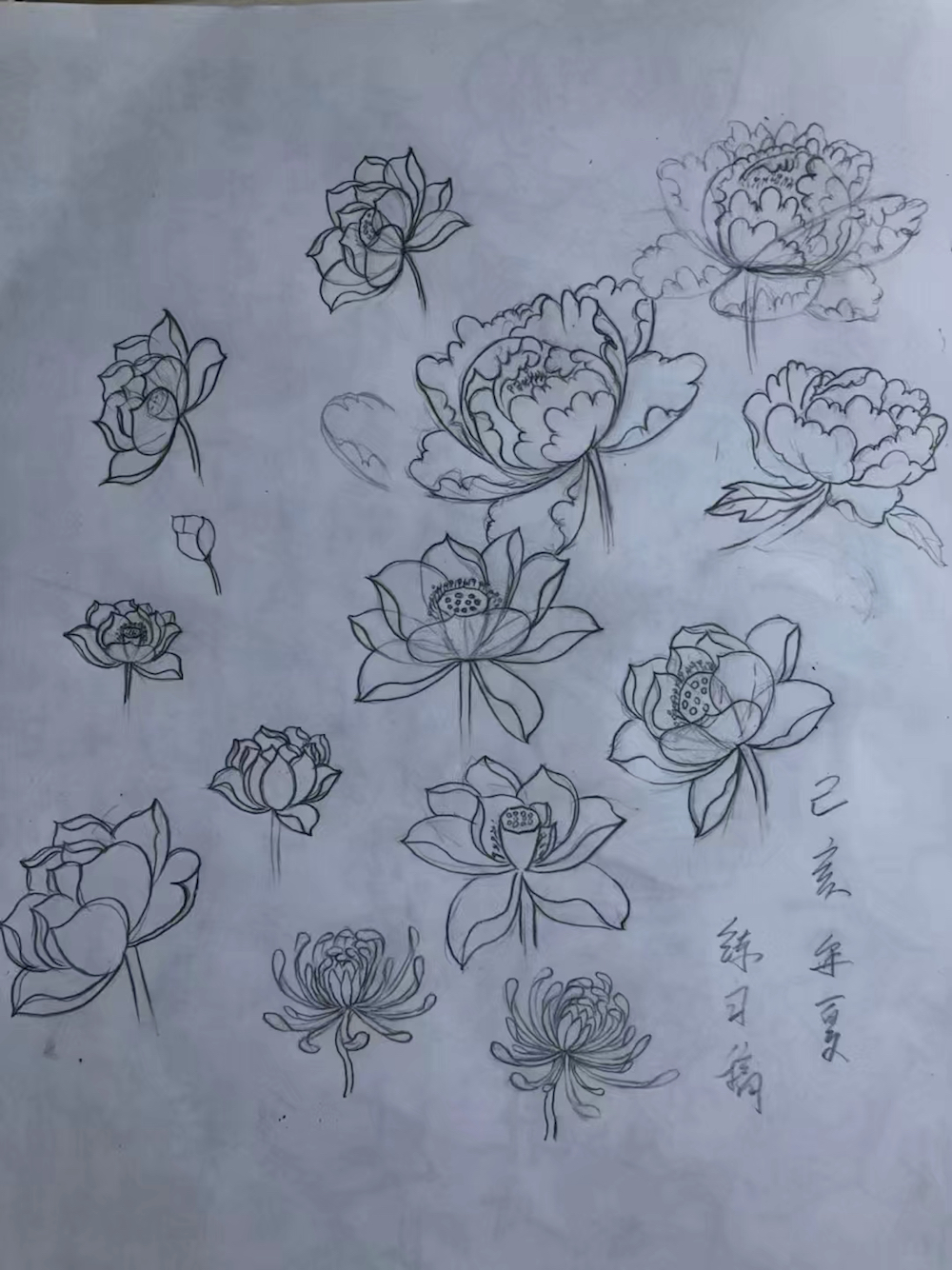 在白描大师家练的花朵