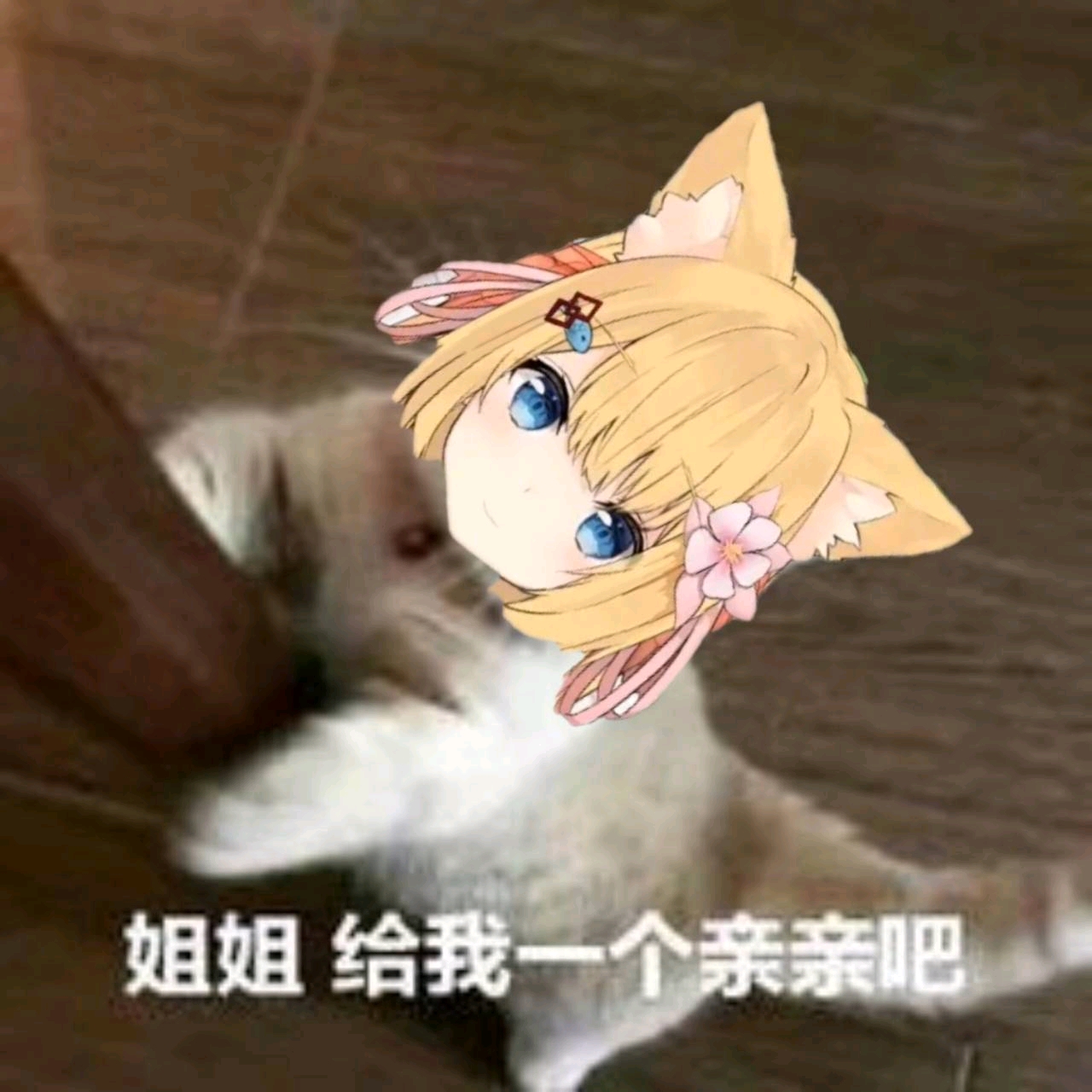 花园猫猫表情包