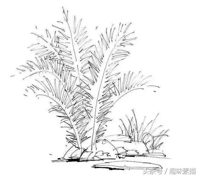 练完这些植物手绘，麻麻再也不用担心我画不好风景速写啦!