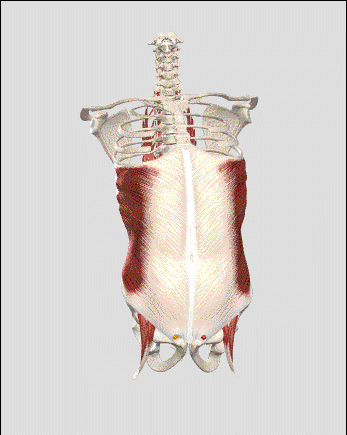 肋间肌是两片由肌肉和肌胞纤维组成的薄片,占据肋骨之间的空隙.