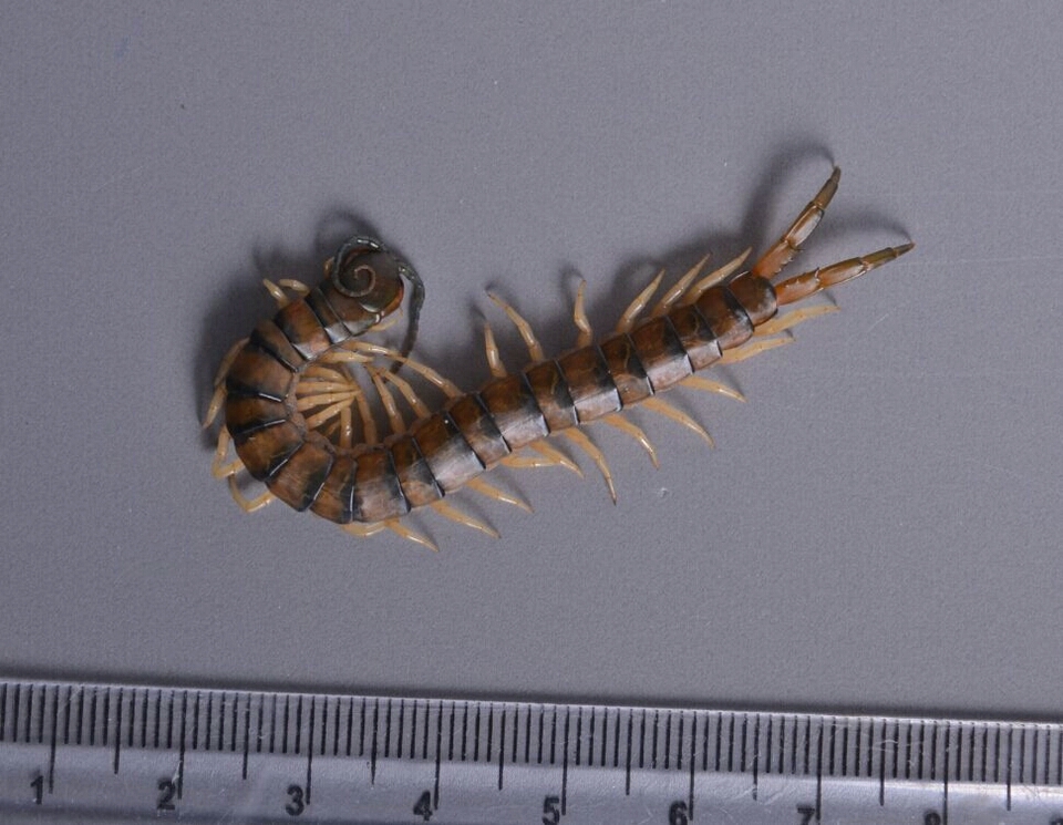 【蜈蚣之最系列】分布最广-赤蜈蚣 scolopendra morsitans