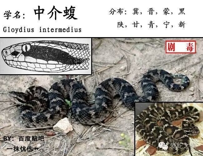214. gloydius intermedius 黑眉蝮 (strauch, 1868) 【中介蝮】