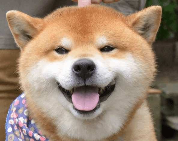 柴犬训犬小知识—快来学习一下吧