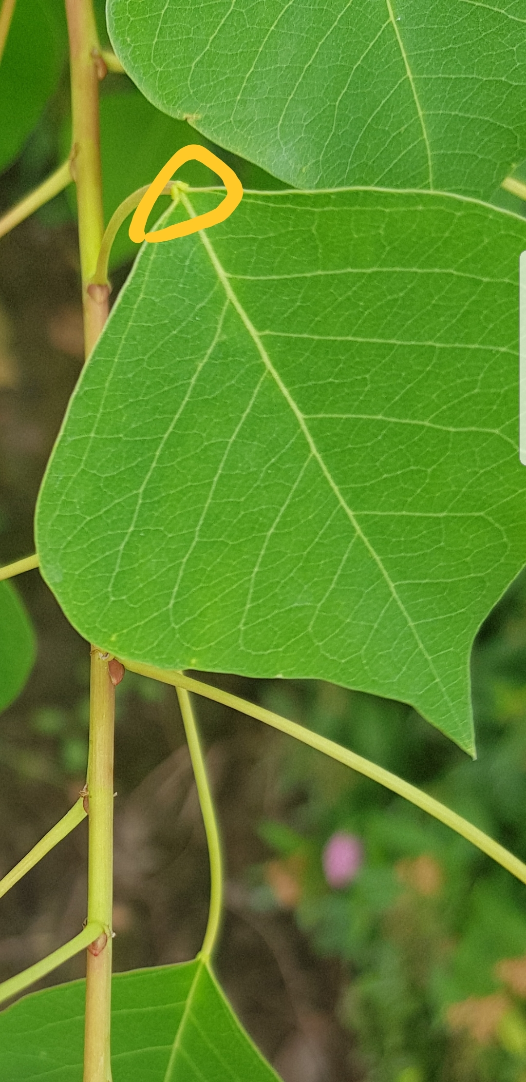 叶基部腺点