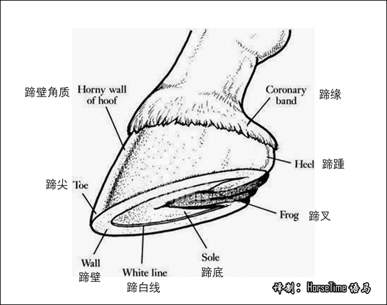 修蹄钉蹄的学问有多大