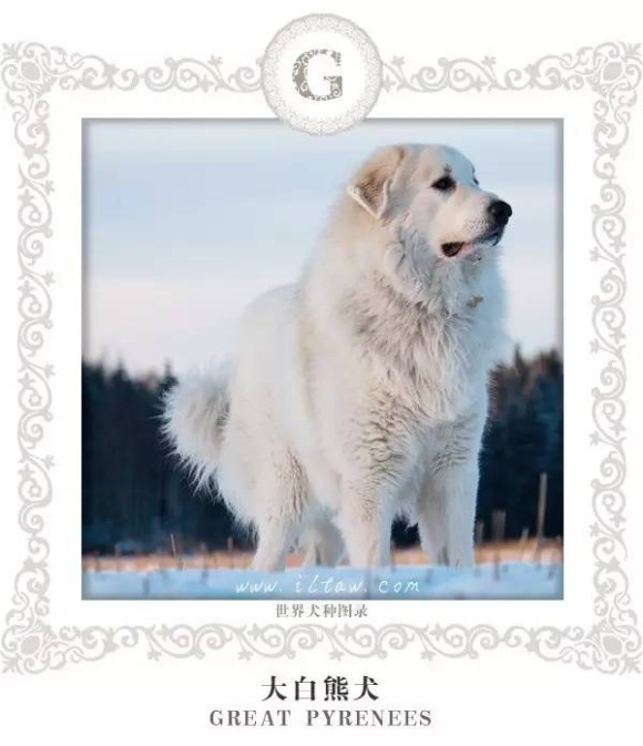 大白熊犬