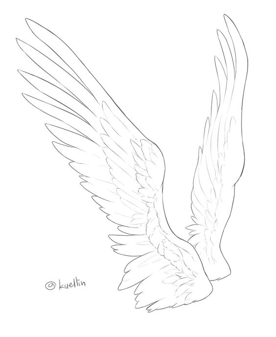兴趣 绘画 【板绘教程】天使的翅膀!一组新手参考素材