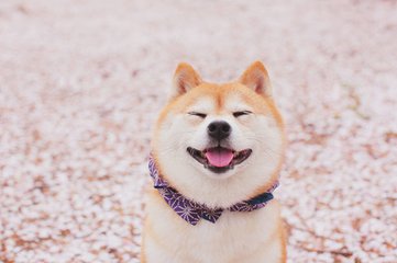 秋田犬的世界犬类智商排名在54位,智商虽然不高,但是人家会卖萌啊.