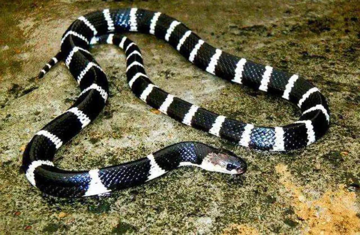 银环蛇,中国国内毒性最强的毒蛇