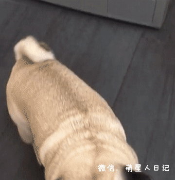 不过说实话,狗狗的想法真的是太天真了,明明是件小事情它却看的比啥都