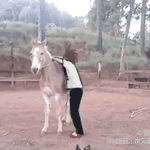 150_150gif 动态图 动图