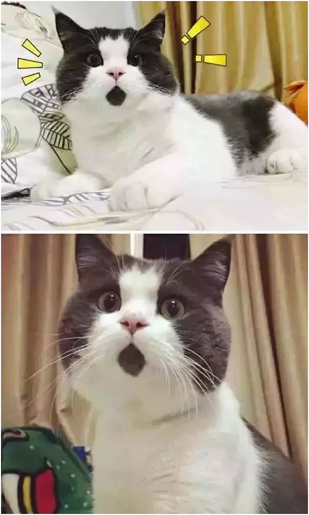 天生惊讶表情的猫,不管你跟它说什么,它都说:我的天啊!