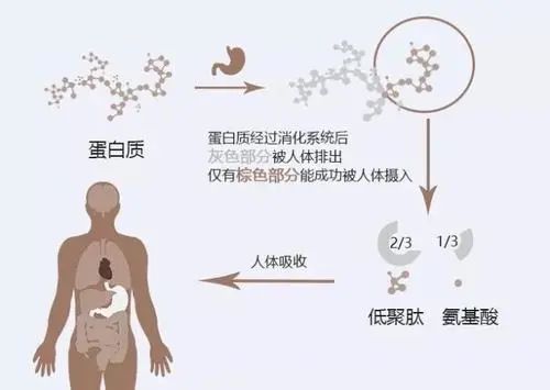 蛋白质互补作用protein complementary action 不同食物间相互补充其