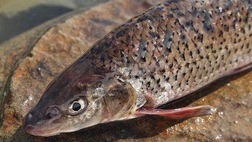 江西吉安的野河中发现罕见的花骨鱼为何极少有人钓到它
