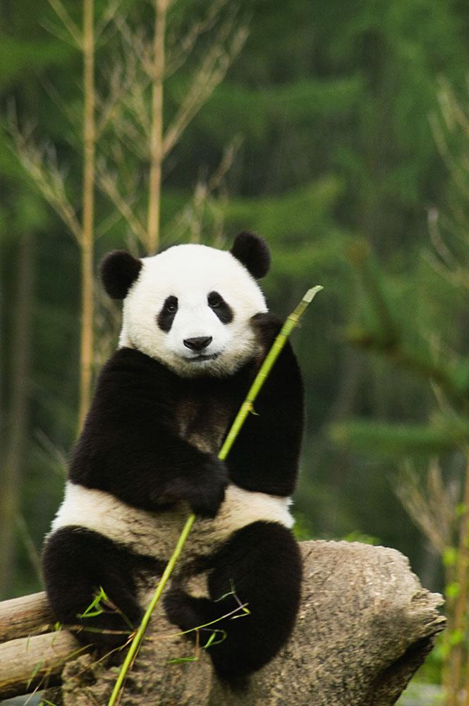 大熊猫其实是食肉目动物,以肉食动物的消化特征