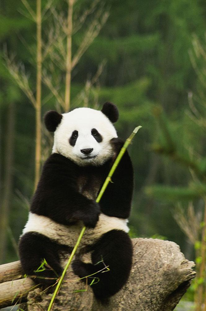 壁纸专栏,给各位小伙伴们分享一期中国熊猫专题——天府文化 今年是大