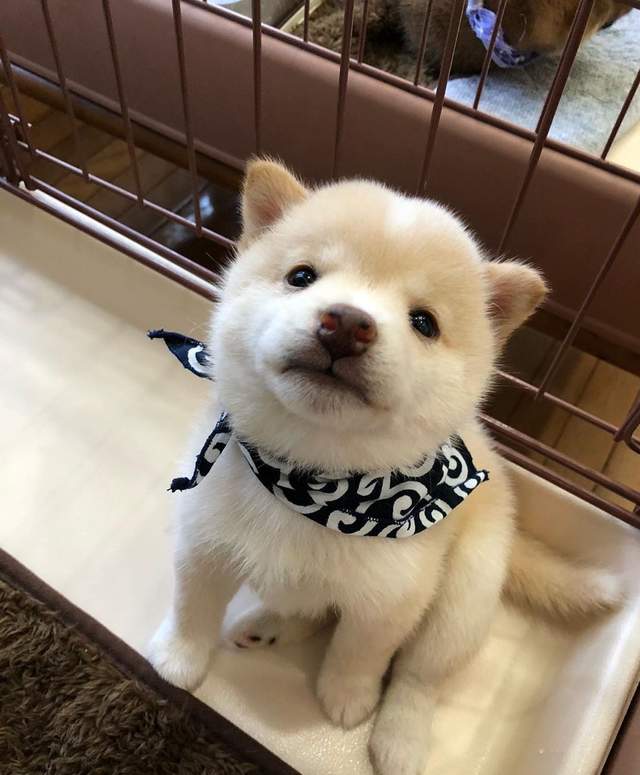 纯种柴犬长啥样,怎么挑?