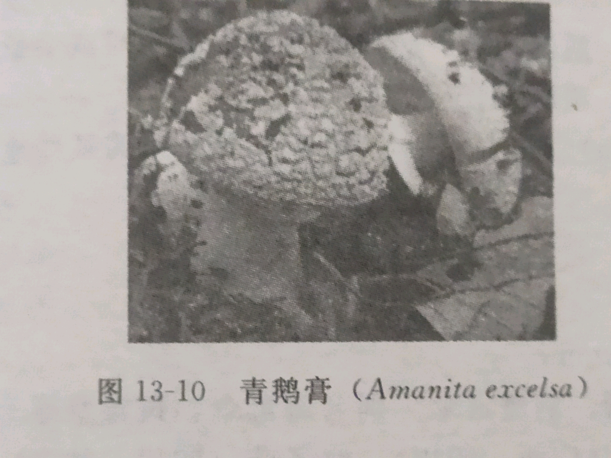 8.残托斑鹅膏
