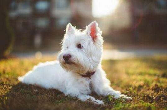 如何给狗狗做零食教程 737979d09a91e2df7301fdef406ab23fc7ef7462.jpg