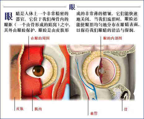 史上最全的人体(组织器官)全图