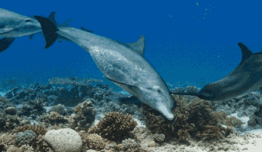 壁纸 海底 海底世界 海洋馆 水族馆 376_219 gif 动态图 动图