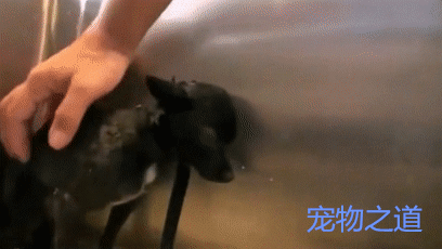 吉娃娃被主人丢弃,救助人员从涵洞里救出瘦弱的小狗狗,好感动