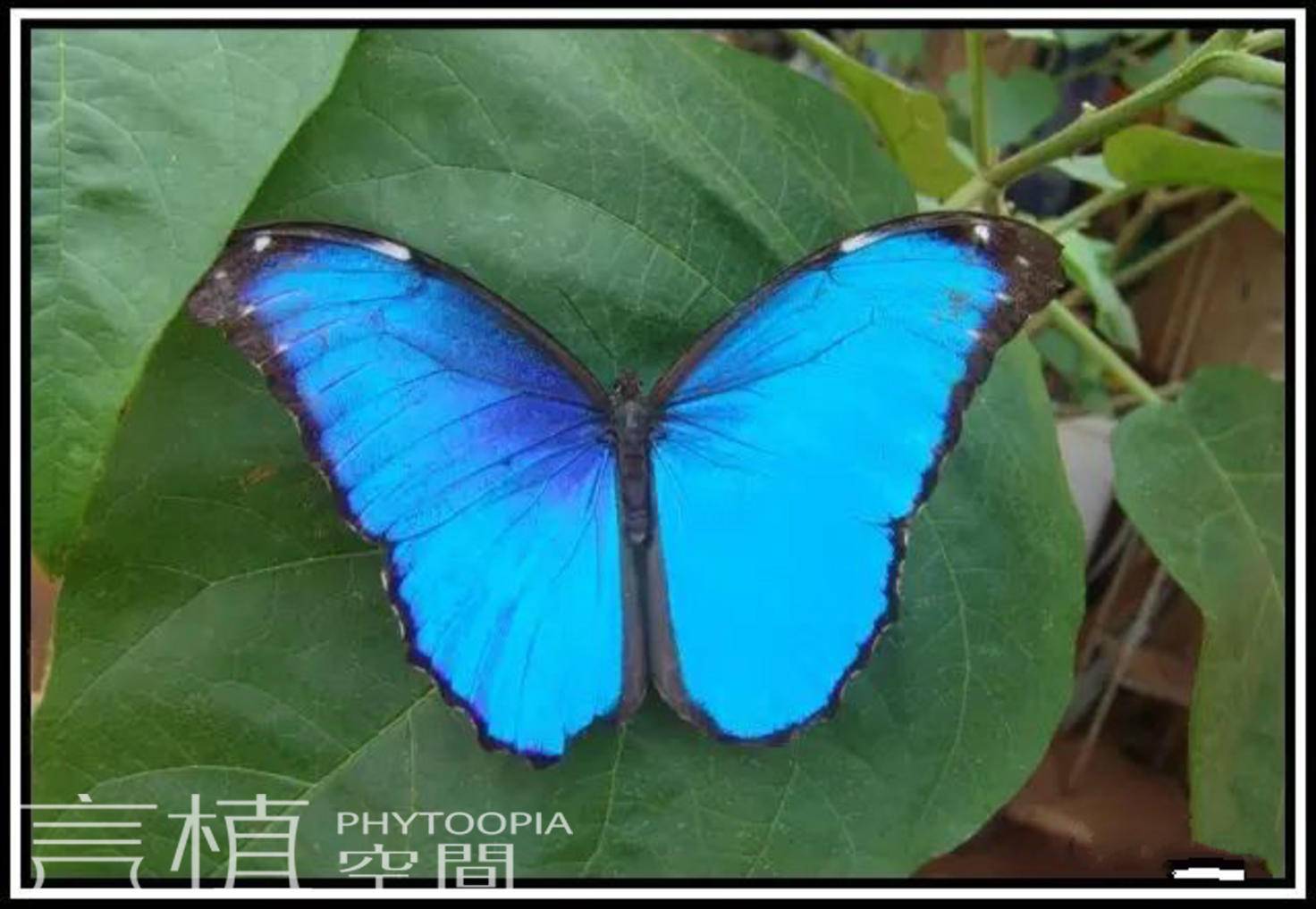 morpho menelaus 蓝闪蝶