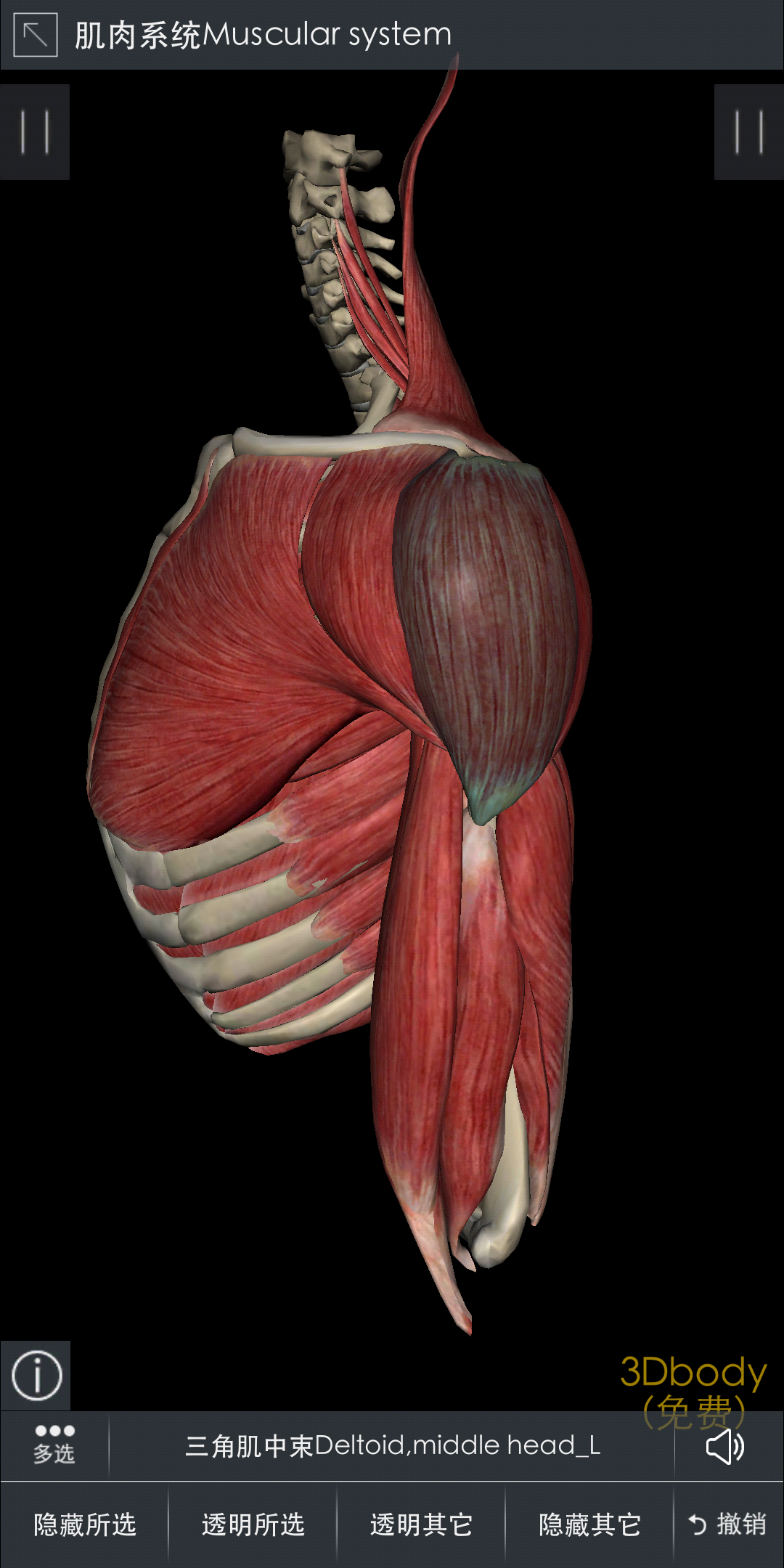 中束:三角肌中束起于锁骨外侧三分之一,肩峰,肩胛冈处,止于肱骨
