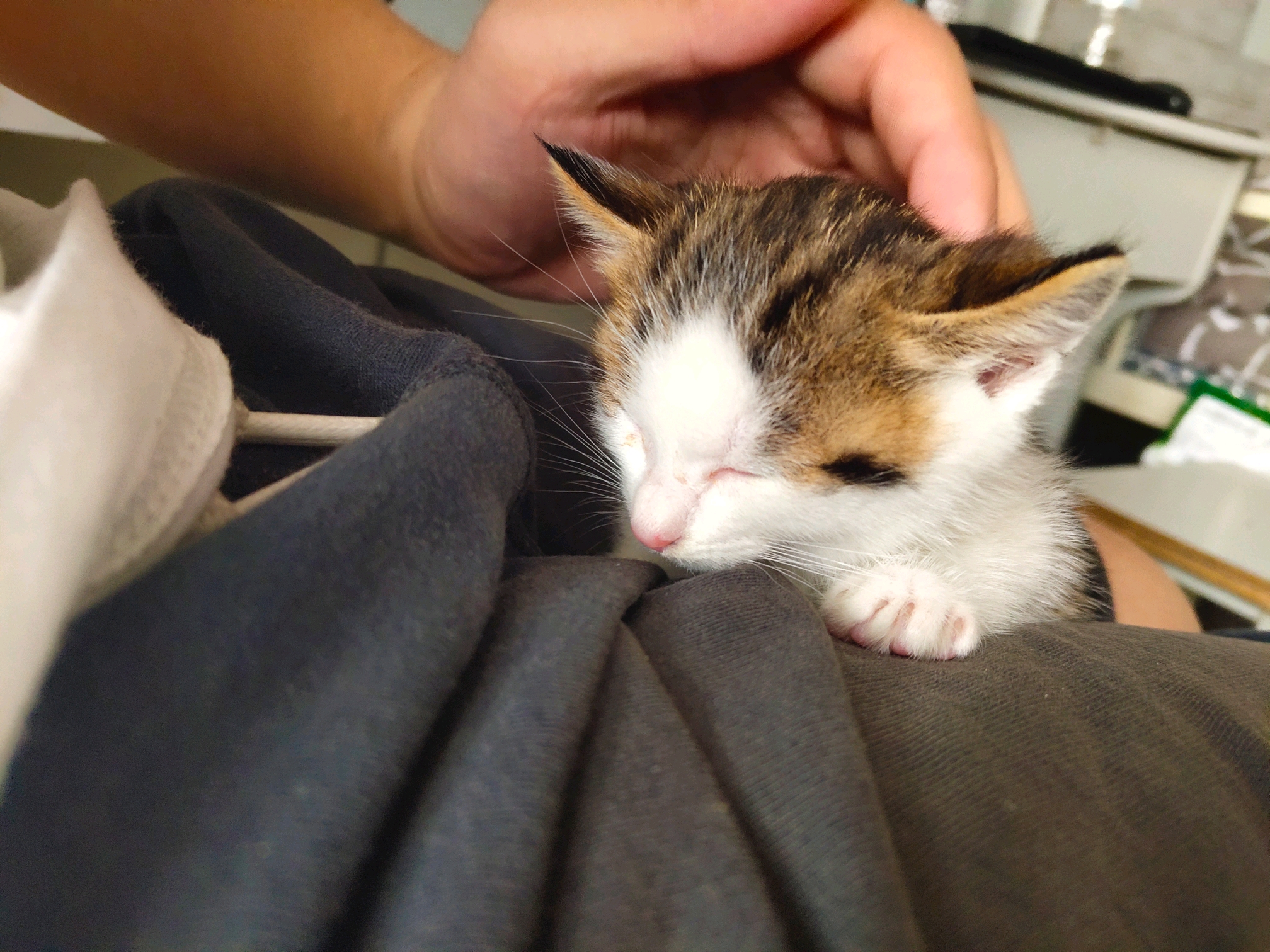 宿舍的临时成员——喵