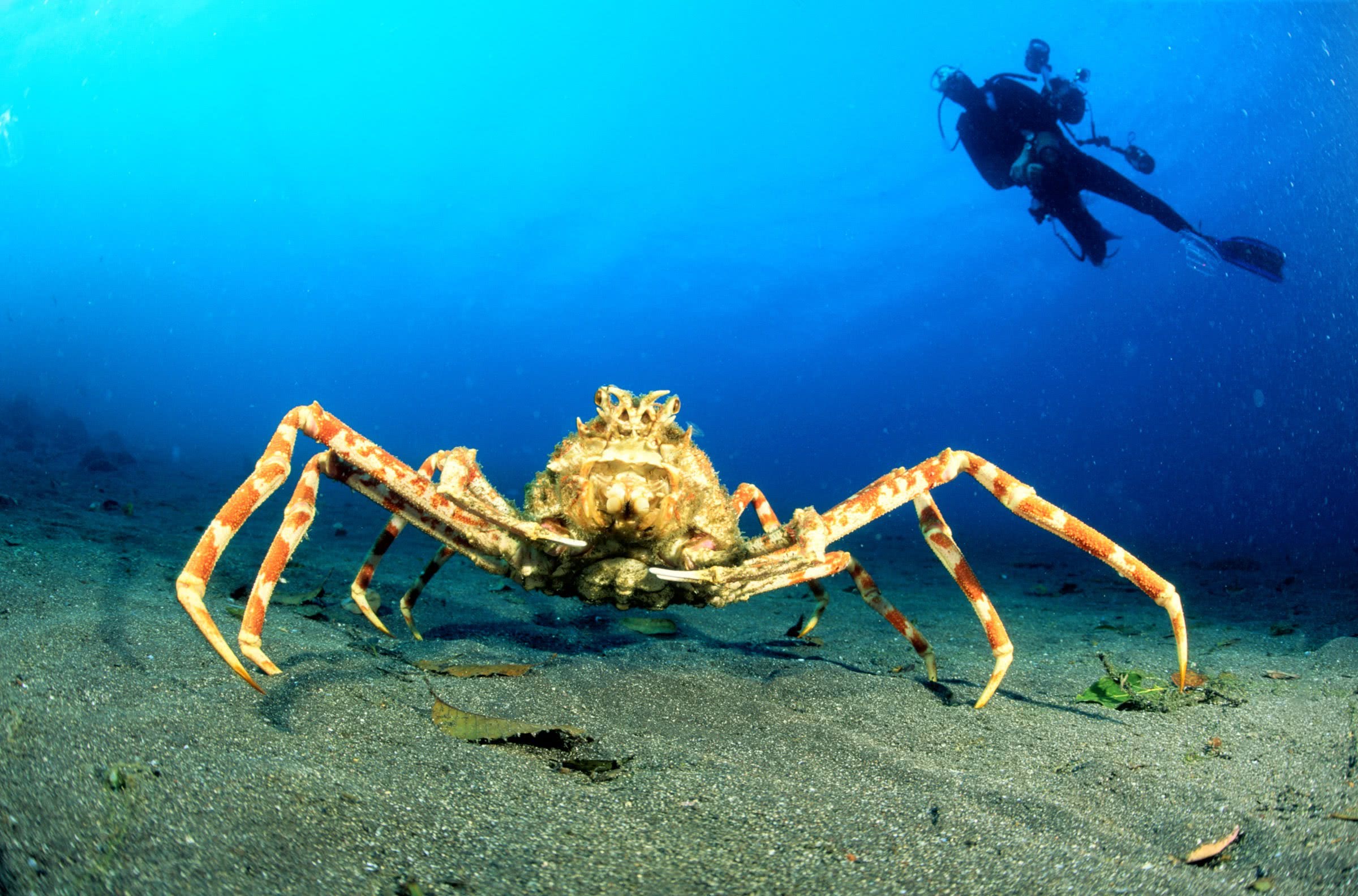 全球最大的螃蟹:身长4米可以活100多年,鲨鱼未必是其对手!
