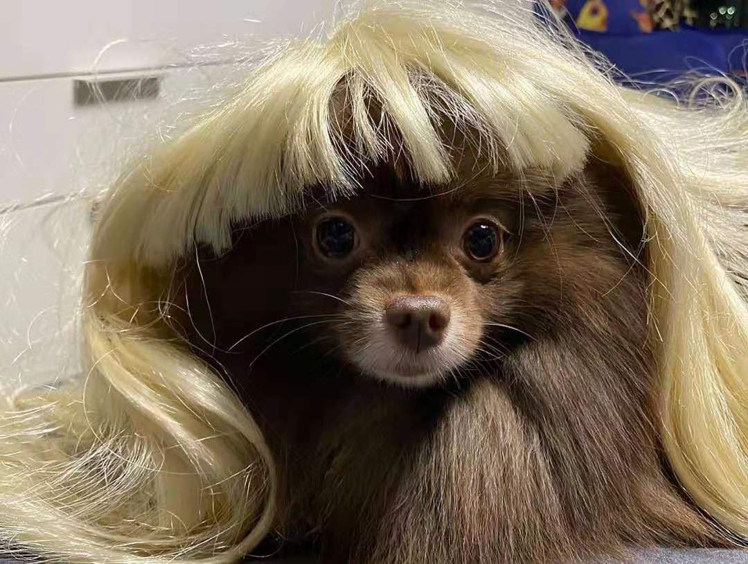 kuma网红小可爱出没了!