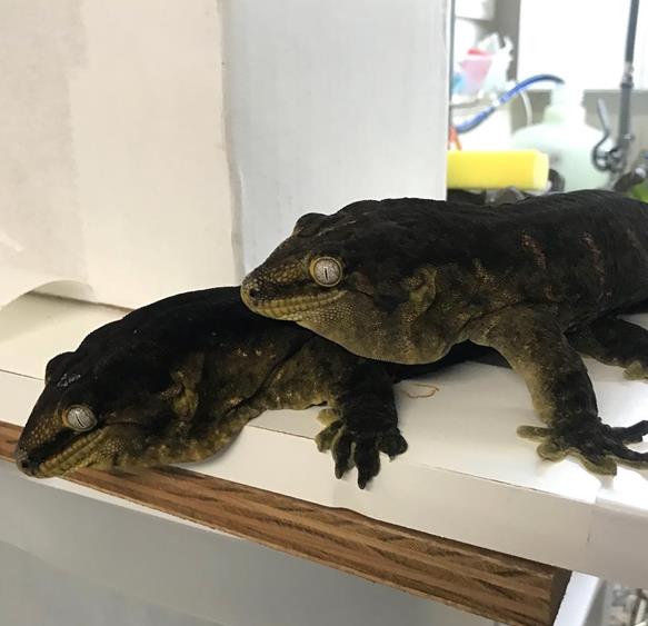 浅谈mtk主岛巨人守宫