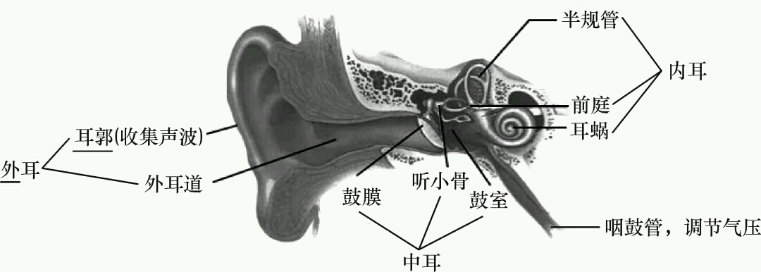 初中生物识图题常用结构示意图