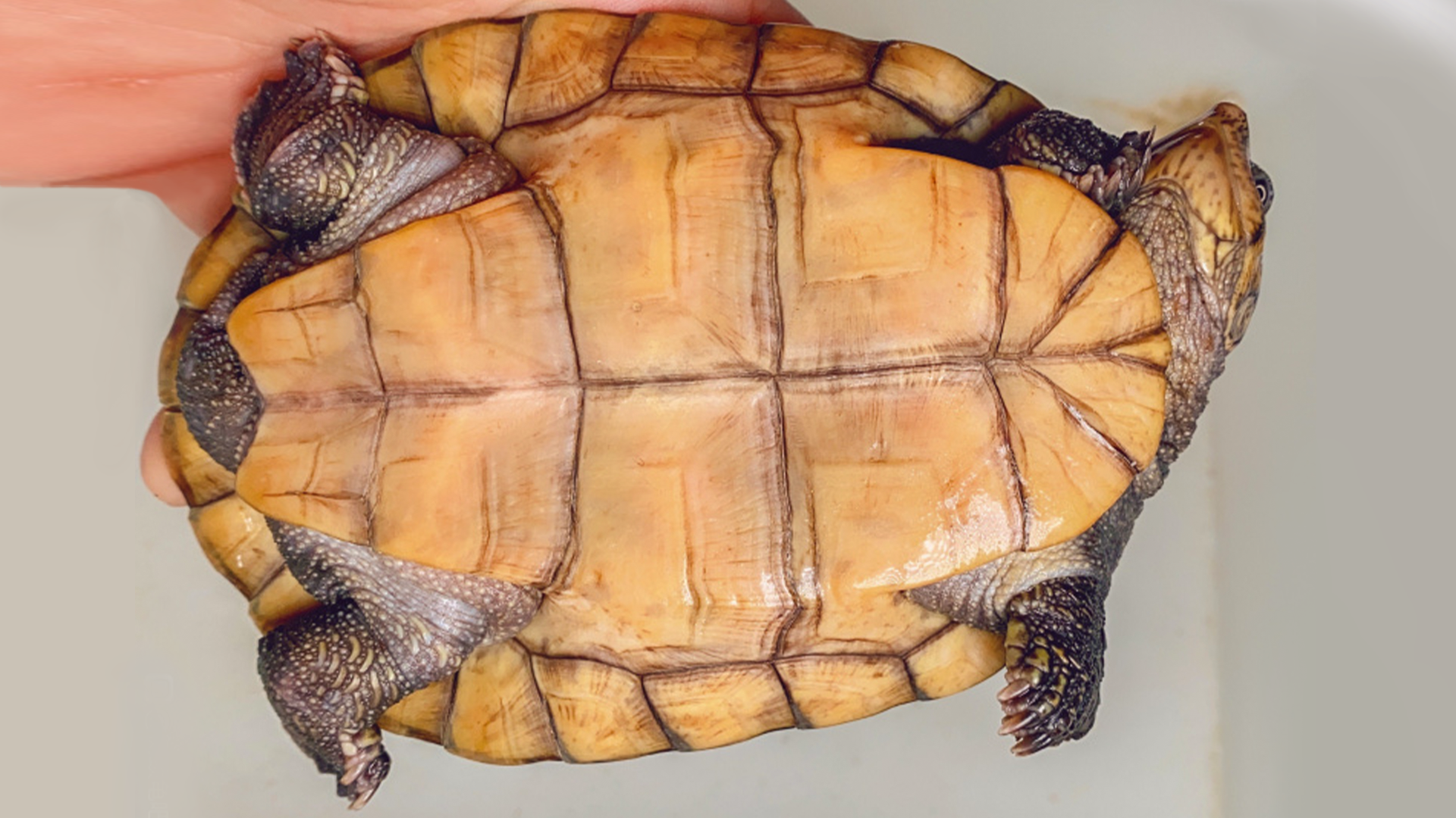 马达加斯加壮龟腹甲