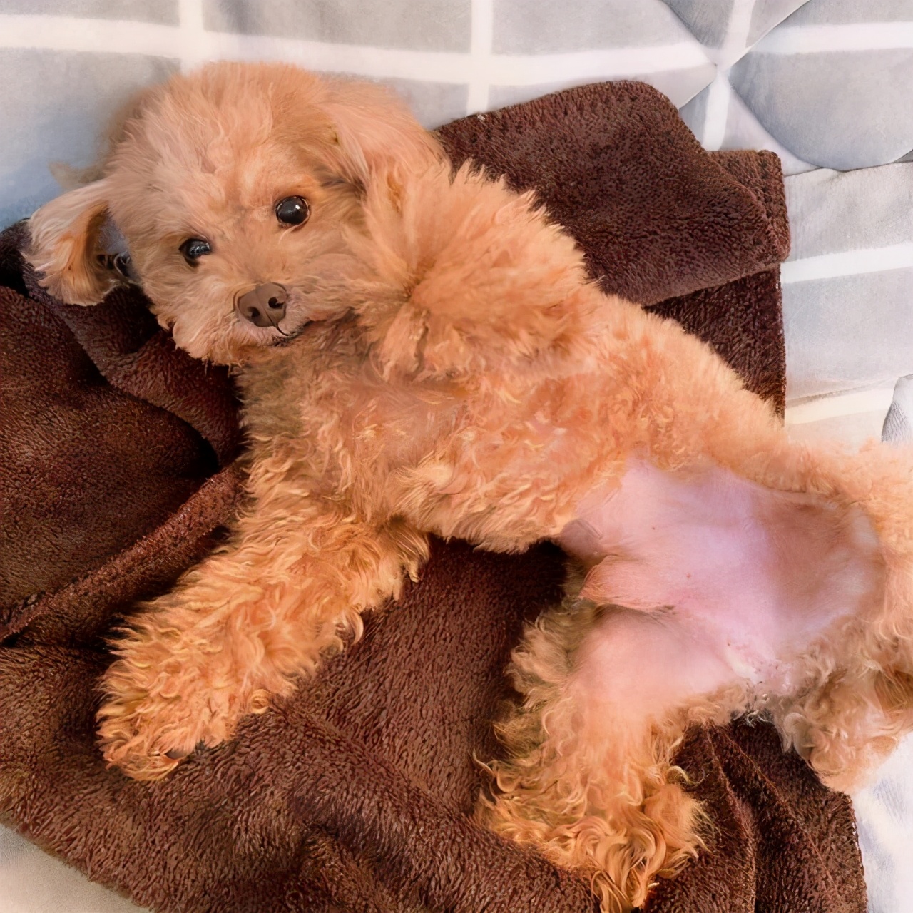 在泰迪犬眼中,主人摸它是代表这些意思!