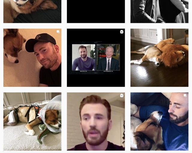 克里斯·埃文斯很喜欢狗狗,看他ins的话,大多数推文都是和狗狗的