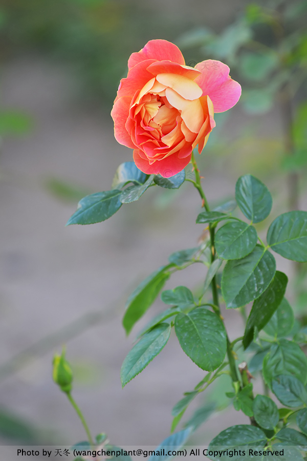 【天冬拍月季】008:玫瑰时装(rosa 'couture rose tilia')