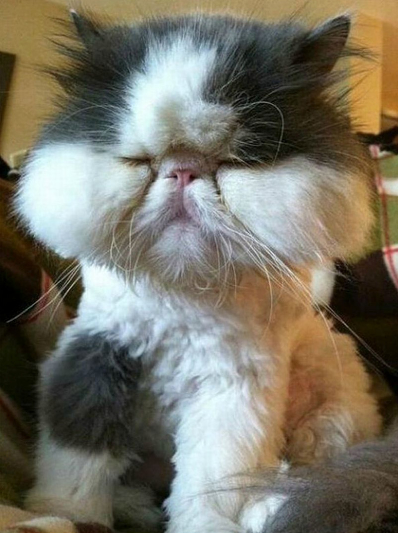 惹谁都别惹蜜蜂!小猫咪被蛰到脸肿,像被整了容!