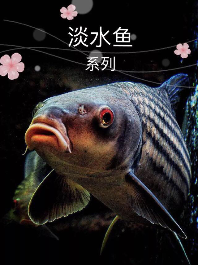 淡水鱼介绍系列之(七)月鳢