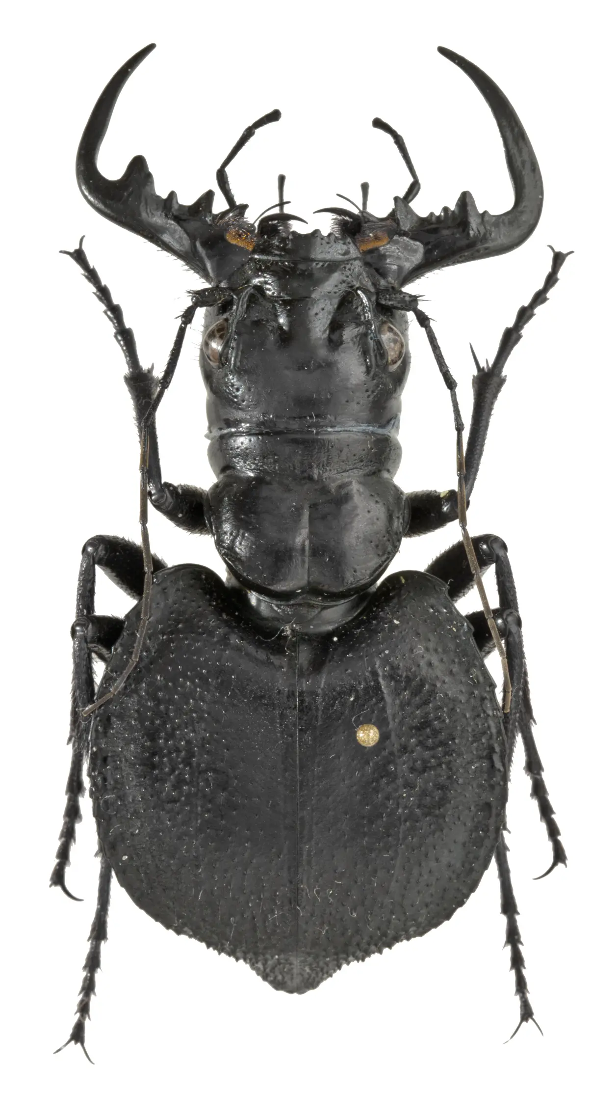 【物种科普】大王虎甲属 manticora 简介 v1.0