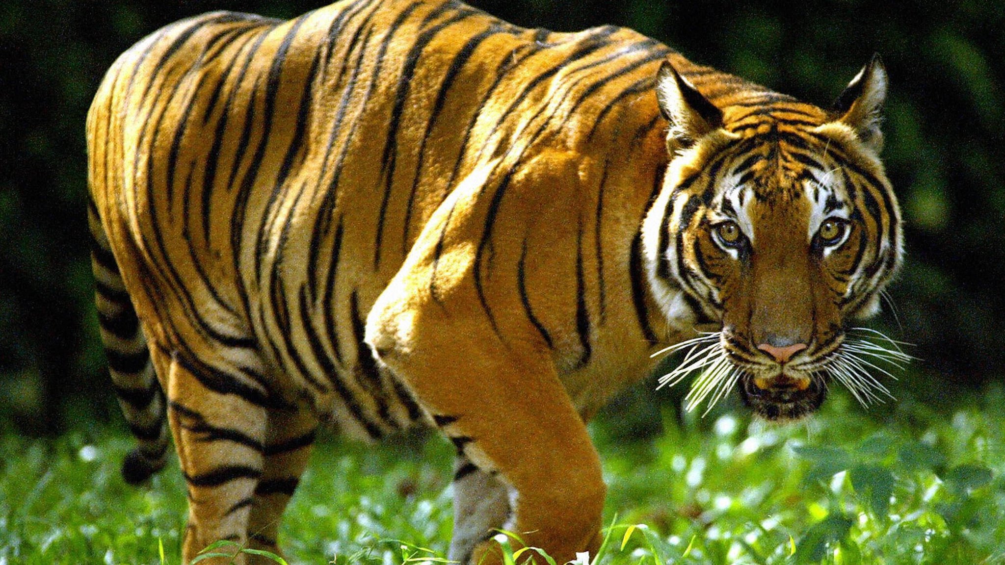老虎vs美洲豹,谁才是真正的猫科二哥