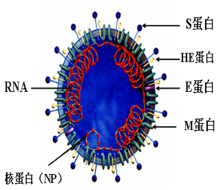 临床微生物学检验书本内容复习——冠状病毒科