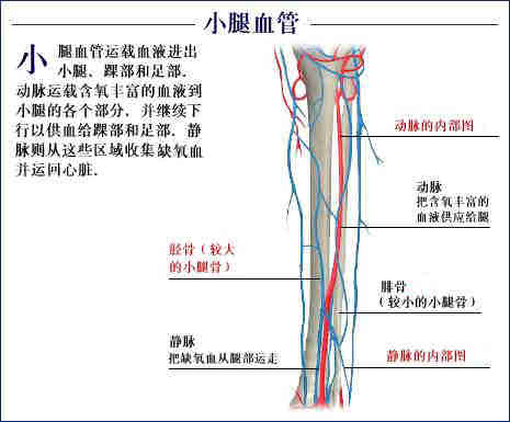 史上最全的人体(组织器官)全图