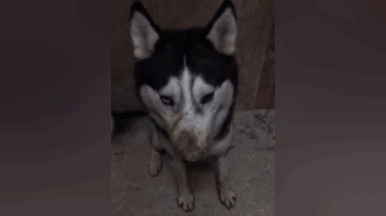 壁纸 动物 狗 狗狗 560_314 gif 动态图 动图