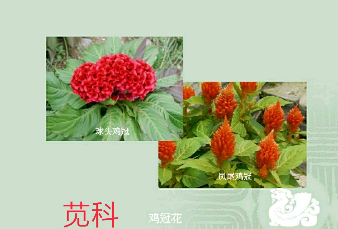 花卉识别(三)